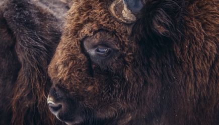 Bison Ultra-Trail, czyli wizyta Królestwie Żubra