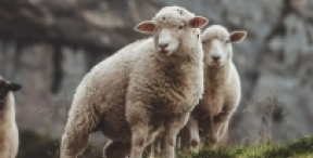 Czym jest wełna merino? Przegląd dostępnych na rynku produktów!