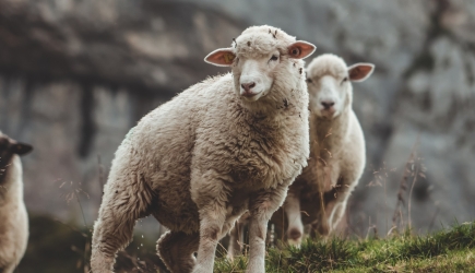 Czym jest wełna merino? Przegląd dostępnych na rynku produktów!